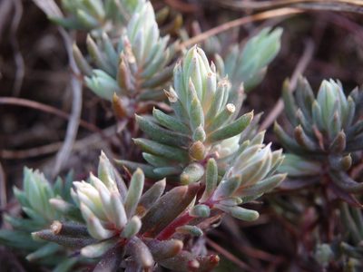Petrosedum pruinatum, photographed by Carminda Santos