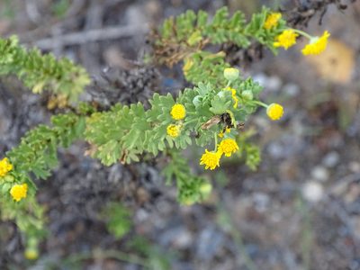 Euryops algoensis, photographed by Shaun Swanepoel