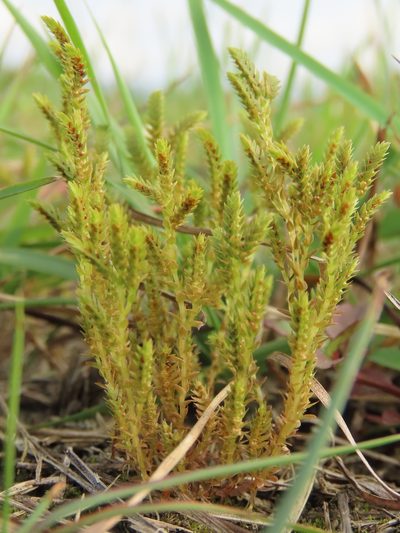 Selaginella aristata, photographed by chiuluan