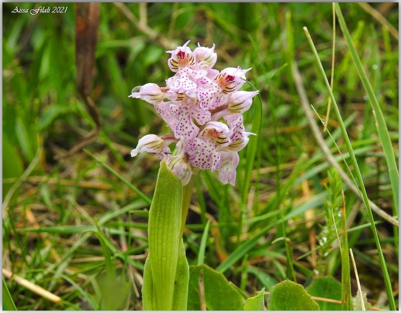 Neotinea lactea, photographed by Aissa Djamel Filali