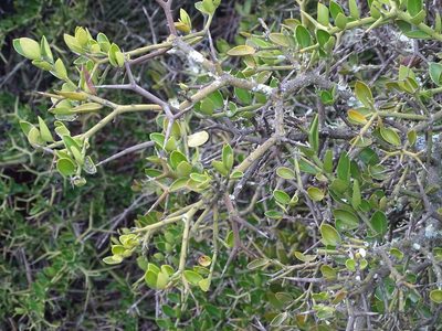 Carissa haematocarpa, photographed by Shaun Swanepoel