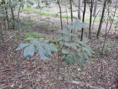 Flindersia schottiana, photographed by Greg Tasney