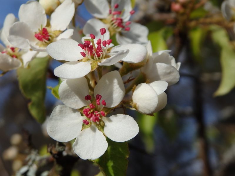 Pyrus cordata, photographed by Carminda Santos