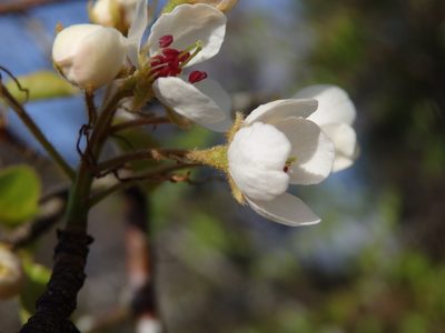 Pyrus cordata, photographed by Carminda Santos