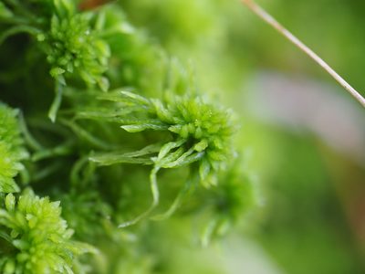 Sphagnum fimbriatum, photographed by carnifex