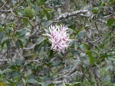 Calodendrum capense, photographed by Shaun Swanepoel