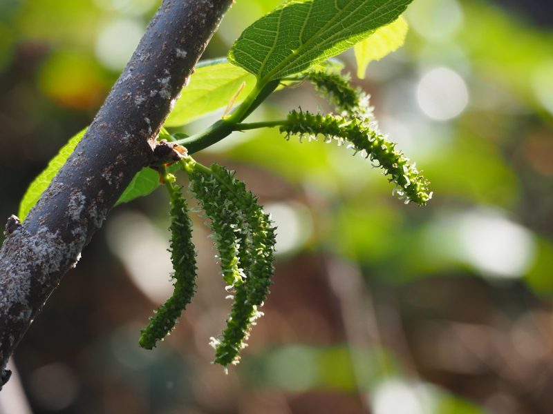 Morus macroura, photographed by 葉子