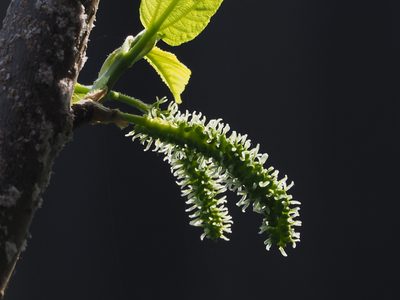 Morus macroura, photographed by 葉子