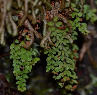 Adenophorus hymenophylloides, photographed by kbkash
