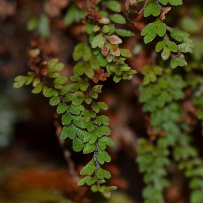 Adenophorus hymenophylloides, photographed by kbkash