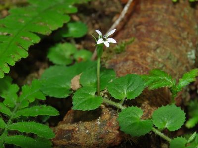 Lobelia nummularia, photographed by chiuluan