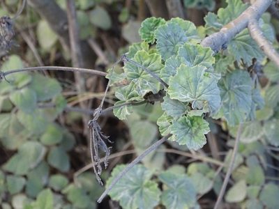 Pelargonium zonale, photographed by Shaun Swanepoel