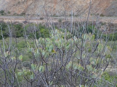 Cotyledon velutina, photographed by Shaun Swanepoel