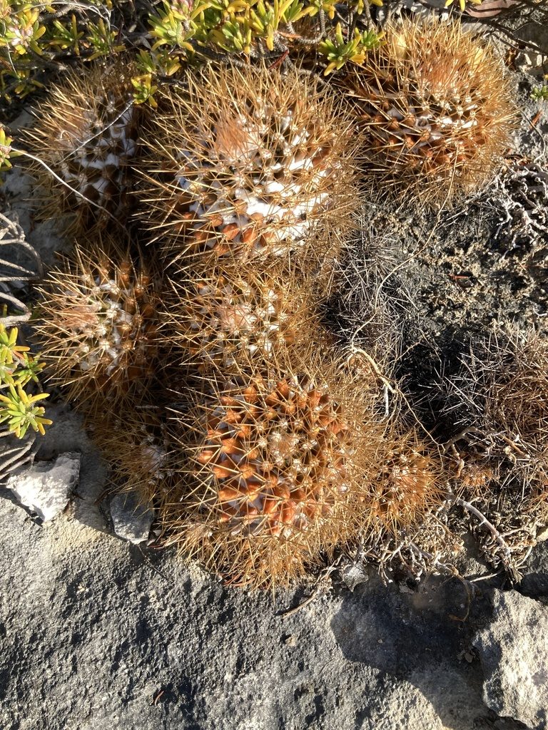 Mammillaria nivosa, photographed by Dodly
