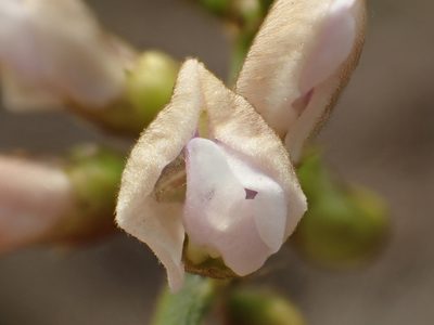 Tephrosia noctiflora, photographed by 葉子