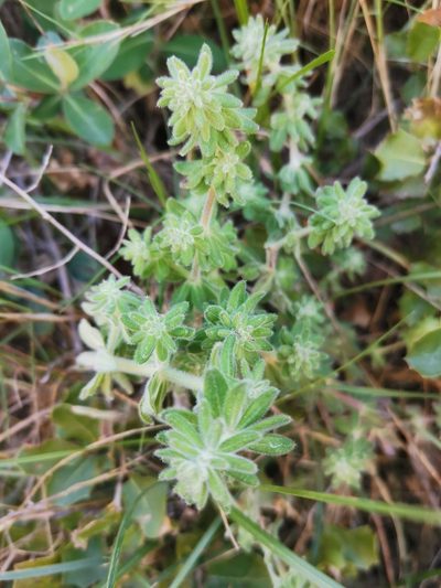 Galium maritimum, photographed by Roland Godon