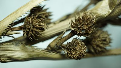 Eryngium humboldtii, photographed by Jairo Pinto
