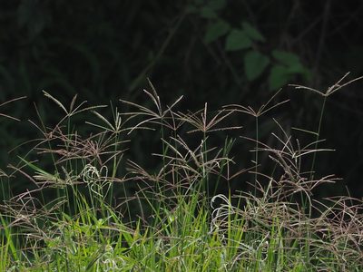 Cynodon nlemfuensis, photographed by 葉子