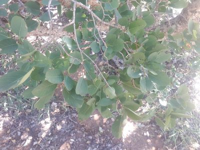 Pseudolachnostylis maprouneifolia, photographed by Manuel R Popp
