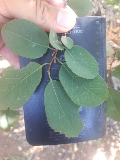Pseudolachnostylis maprouneifolia, photographed by Manuel R Popp