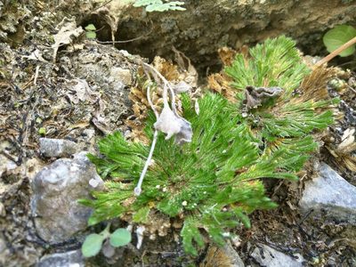 Selaginella pilifera, photographed by Rogelio Reyna-Hernández