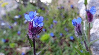 Anchusa cretica, photographed by Konstantinos M.