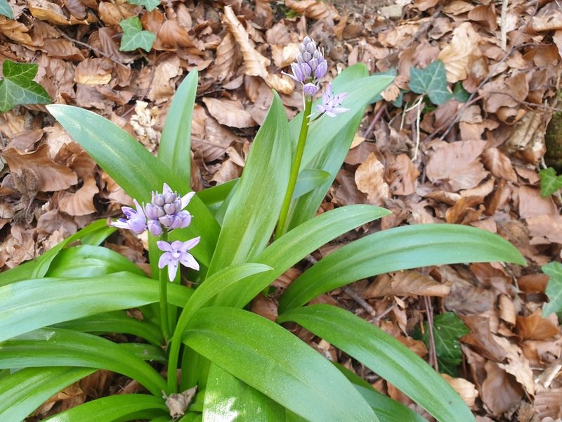 Scilla lilio-hyacinthus, photographed by tarareare