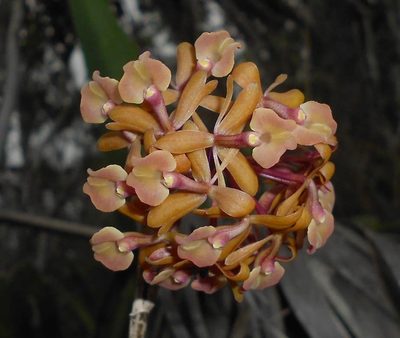 Epidendrum anceps, photographed by J. L. Gómez-Hechavarría