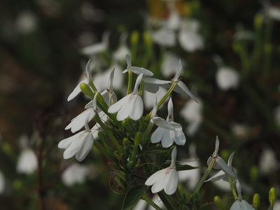 Rhinacanthus nasutus, photographed by 葉子