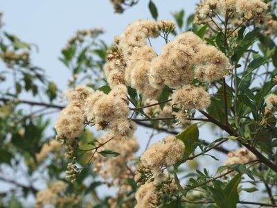 Gymnanthemum amygdalinum, photographed by 葉子