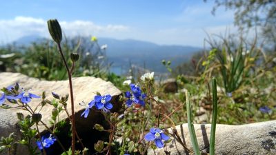 Veronica glauca, photographed by Konstantinos M.