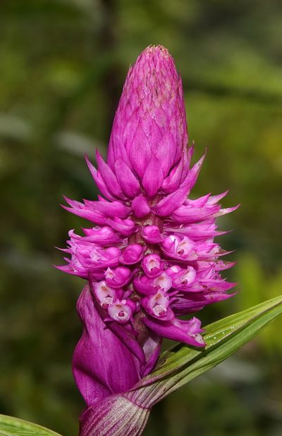Elleanthus robustus, photographed by desertnaturalist