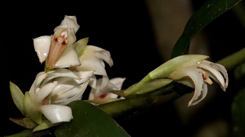 Maxillaria embreei, photographed by desertnaturalist