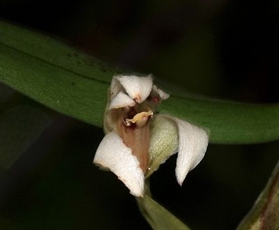 Maxillaria embreei, photographed by desertnaturalist