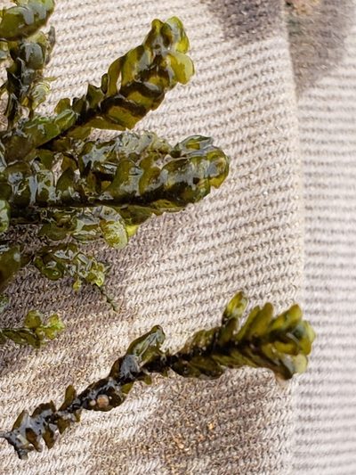 Porella pinnata, photographed by Mark Richman