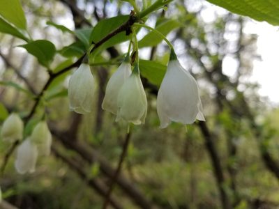 Halesia carolina, photographed by Anthony A Simmons