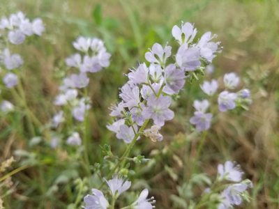 Phacelia dubia, photographed by Anthony A Simmons