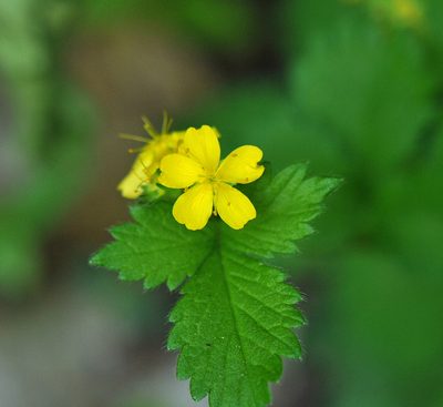 Aremonia agrimonoides, photographed by Todd Boland