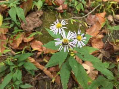Symphyotrichum prenanthoides, photographed by tkr421