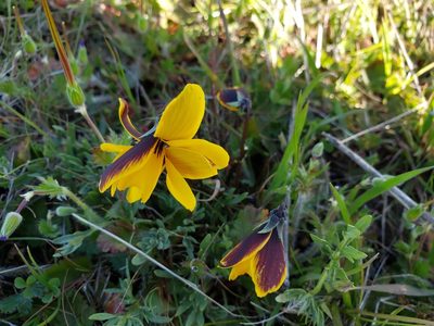 Viola douglasii, photographed by Mary K. Hanson