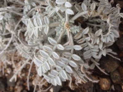 Astragalus traskiae, photographed by Adam J. Searcy