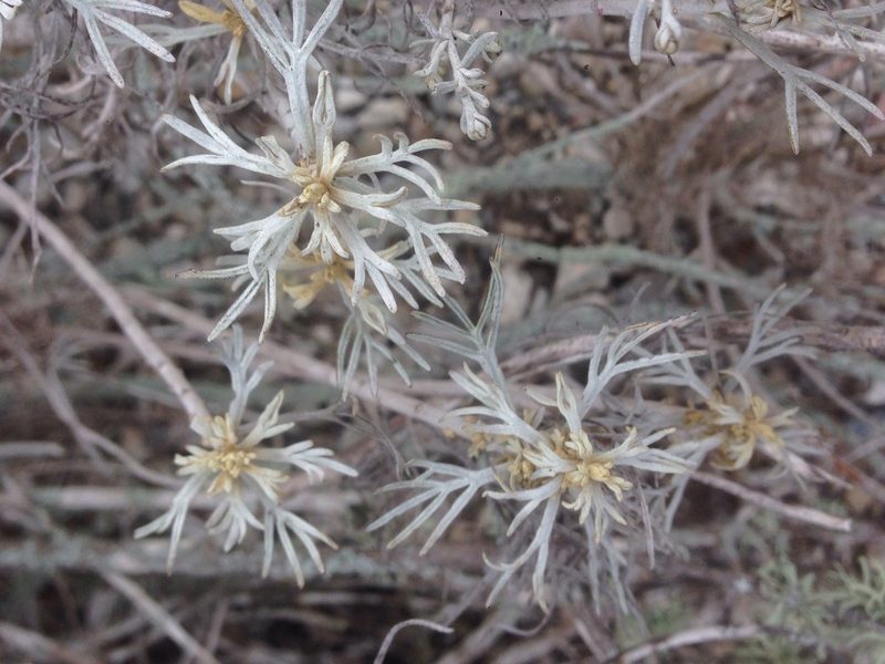 Artemisia nesiotica, photographed by Adam J. Searcy