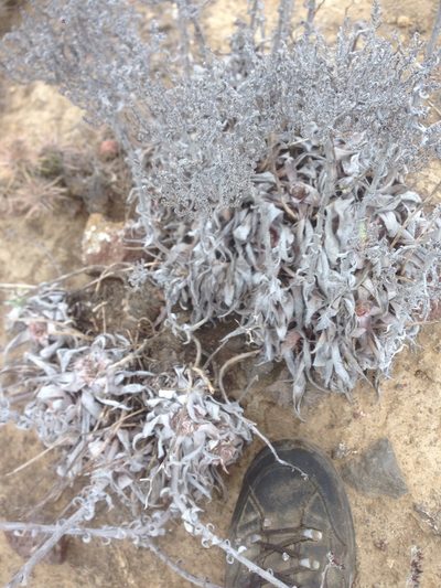 Dudleya traskiae, photographed by Adam J. Searcy