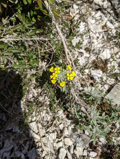 Alyssum montanum, photographed by aroche