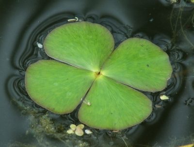 Marsilea quadrifolia, photographed by Иван Пристрем