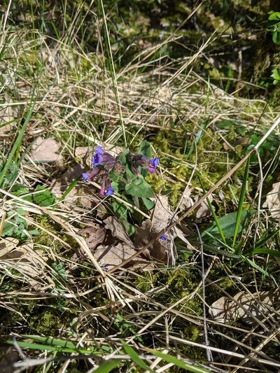 Pulmonaria montana, photographed by aroche