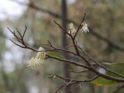 Anthoshorea roxburghii, photographed by Firos AK