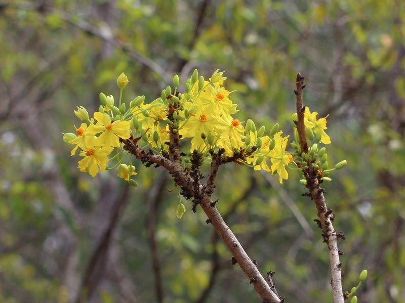Ochna obtusata, photographed by Firos AK