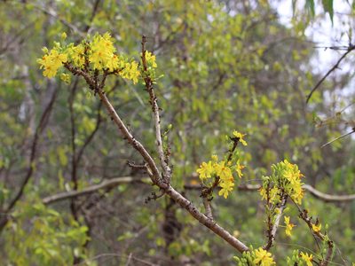 Ochna obtusata, photographed by Firos AK