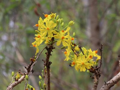 Ochna obtusata, photographed by Firos AK